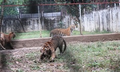 Đột nhập trại nuôi  "chúa sơn lâm " sát khu dân cư tại Thanh Hóa